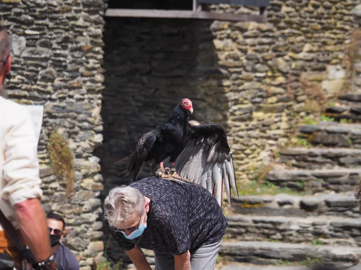 Birds of prey show at Chateau de La Roche-en-Ardenne (Belgium)